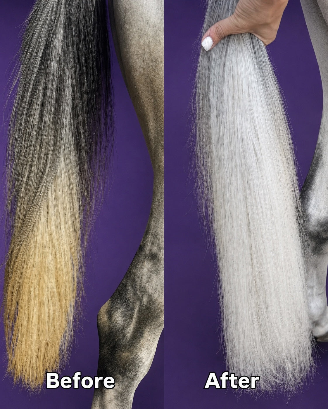 Horse tail before and after using White Horse Shampoo