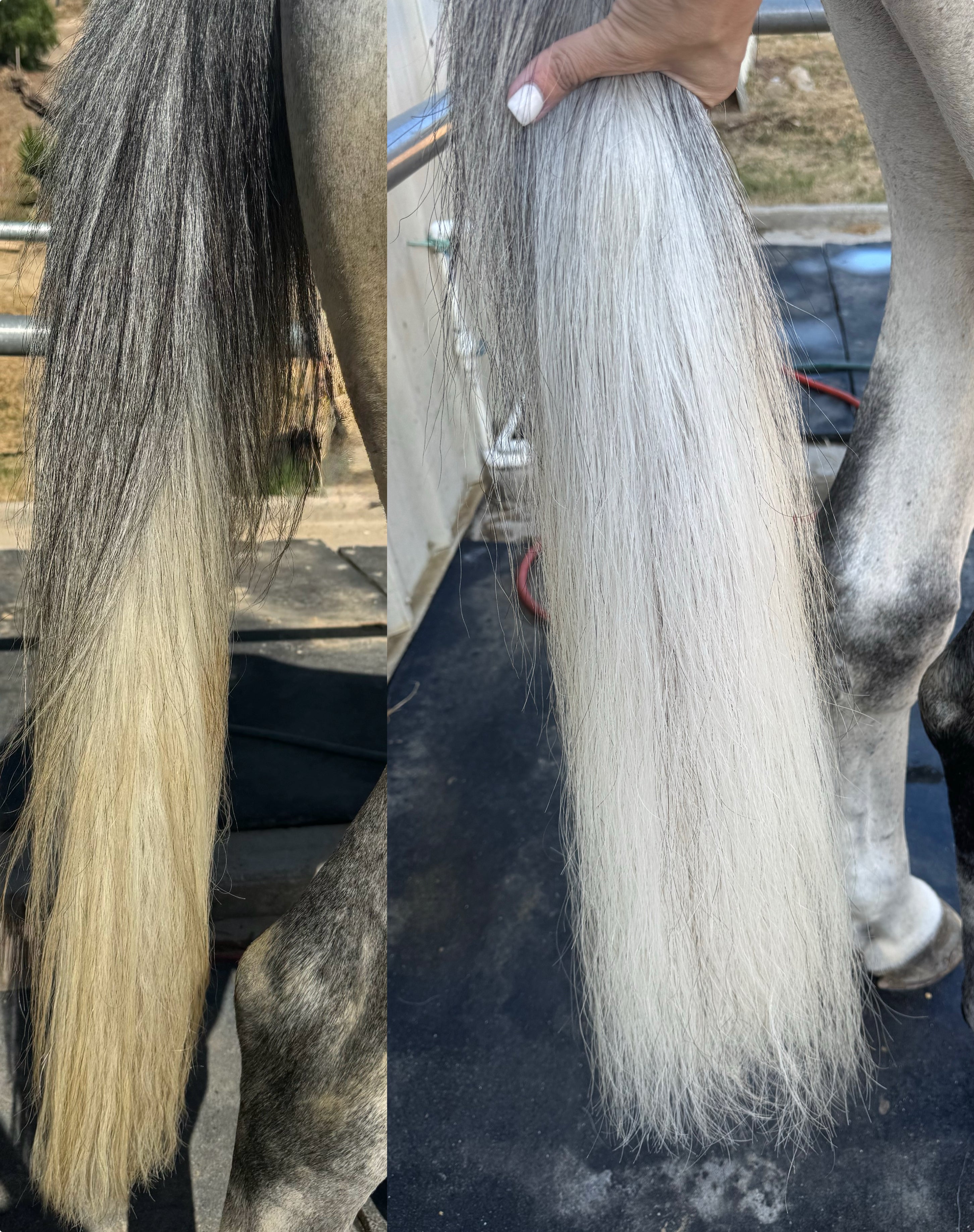Horse tail before and after using White Horse Shampoo